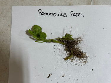 Green Ranunculus repens plant with delicate leaves and tangled roots