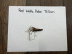Red trillium wake robin root with tangled brownish-red roots