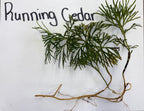 Fresh Running Cedar Plant with feathery green fronds and slender brown stems