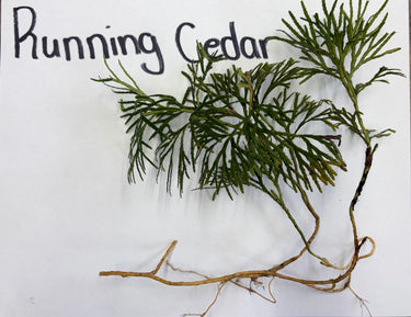 Fresh Running Cedar Plant with feathery green fronds and slender brown stems