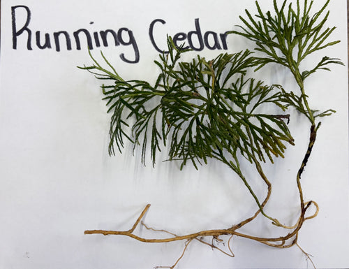 Fresh Running Cedar Plant with feathery green fronds and slender brown stems