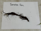 Dark brown tangled root system of Sensitive Fern on white paper