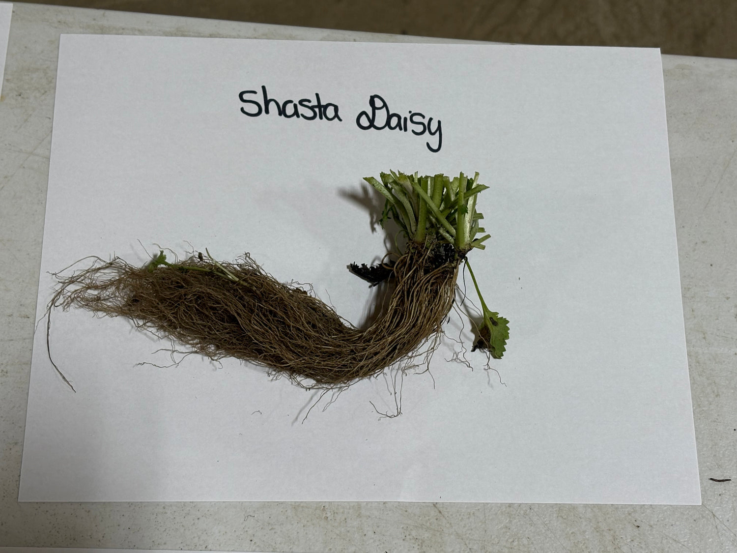 Shasta daisy plant with dense green leaves, stems and brownish roots