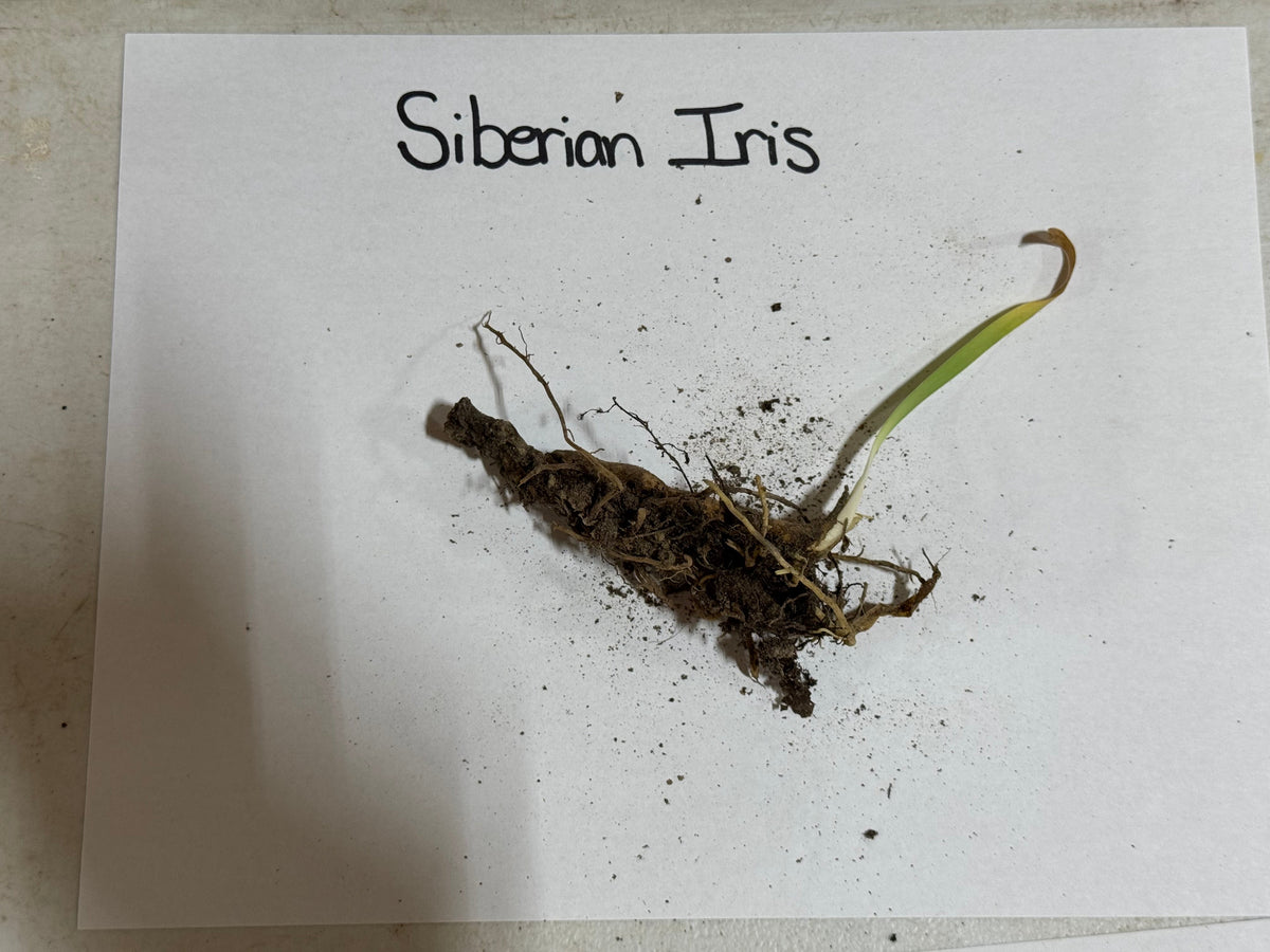 Freshly dug Siberian Iris plant with dark fibrous roots and green leaf