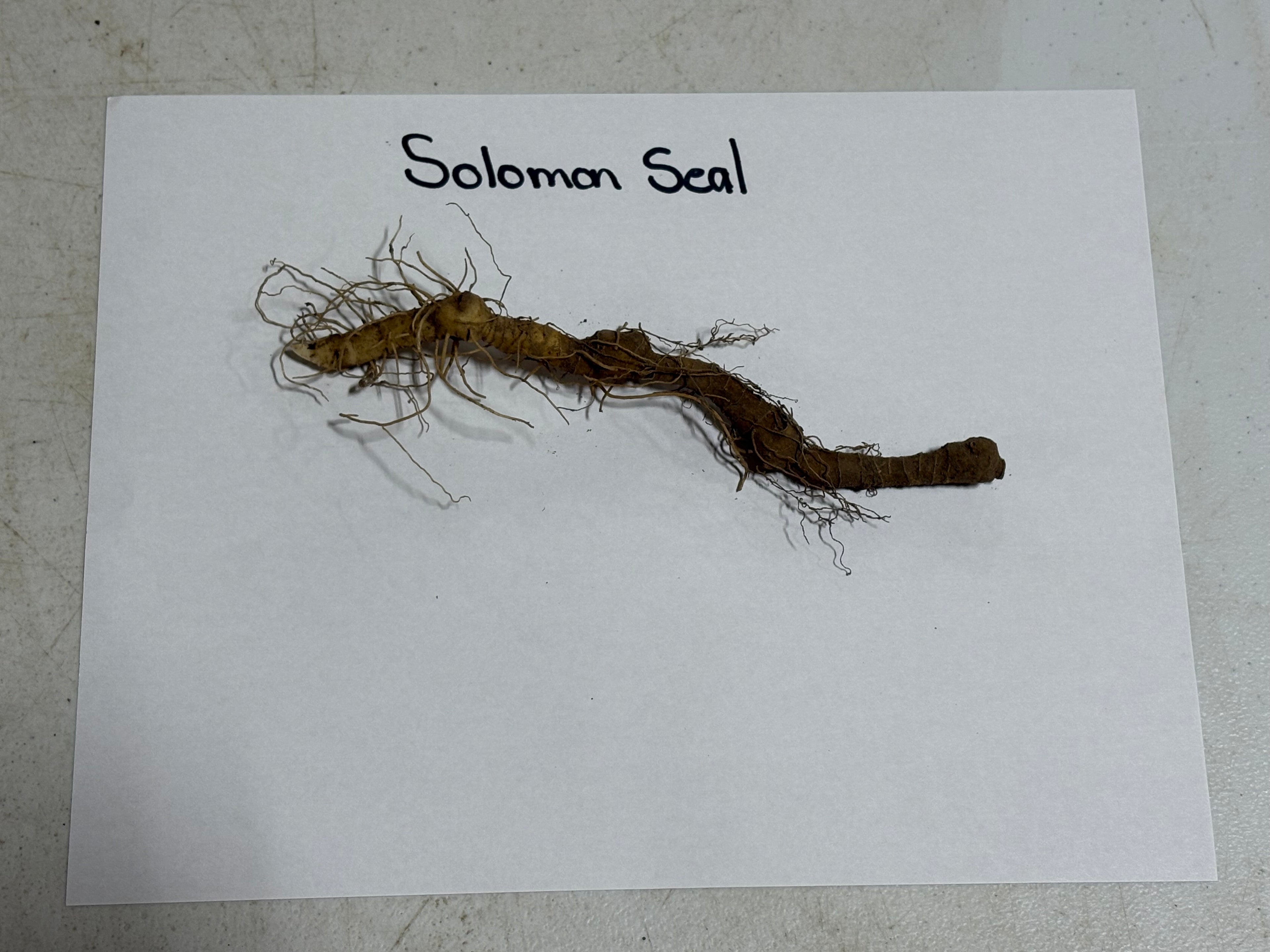 Dried Solomon’s Seal root with gnarled body and fibrous roots