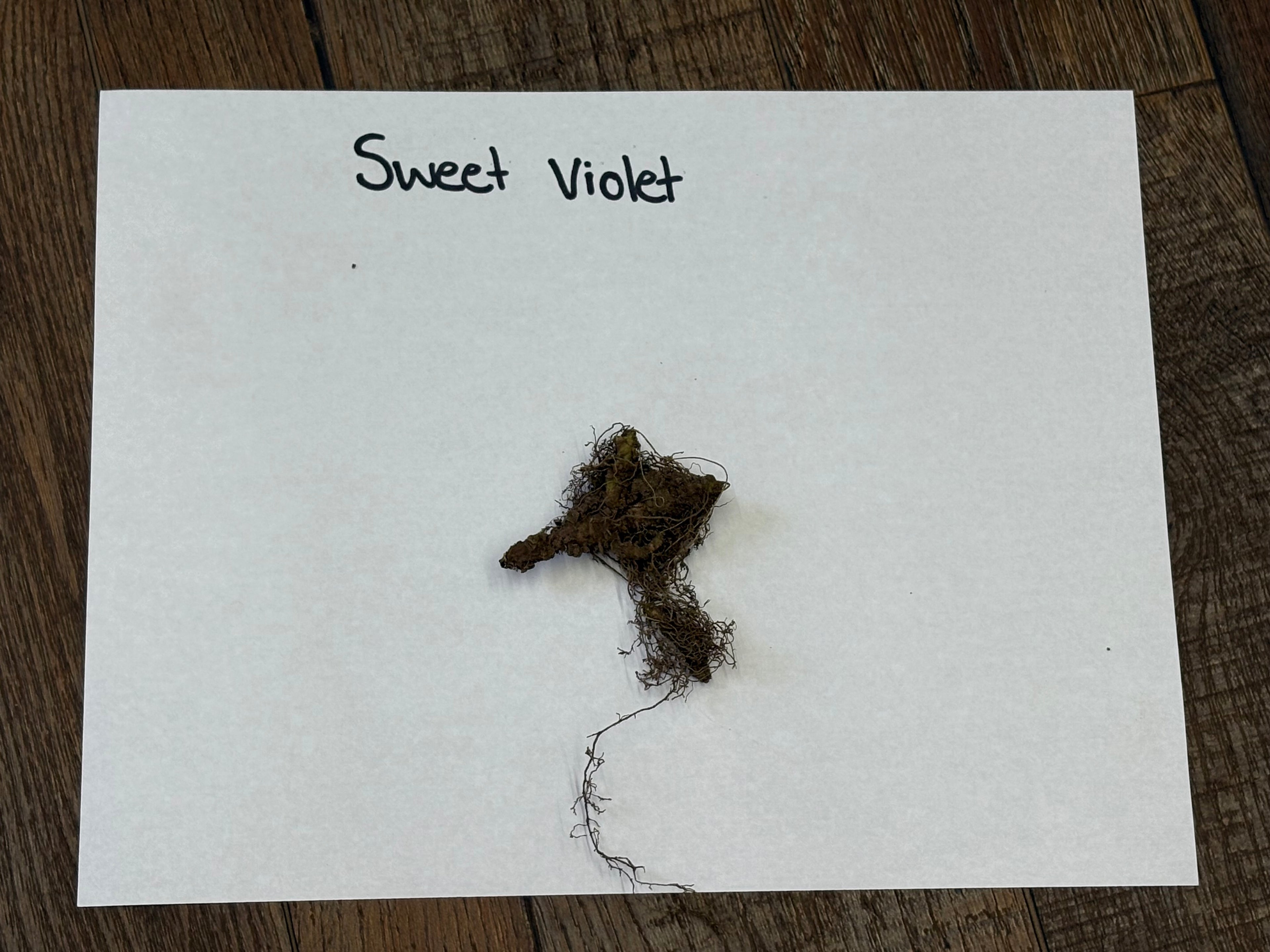 Dried sweet violet plant with dark brown earthy root and tangled fibers