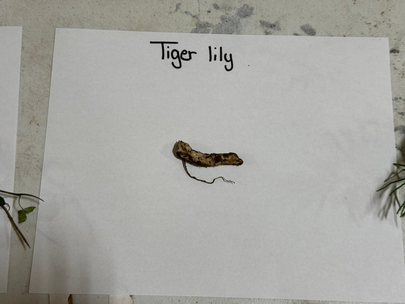 Dried tiger lily bulb with rough brownish skin and roots for Tiger Lily Plant