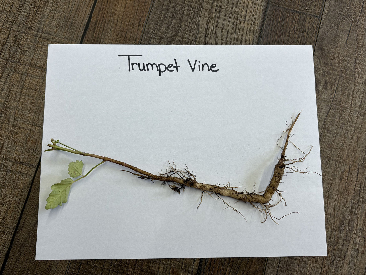 Dried Trumpet Vine stem with light brown woody texture and green leaves
