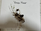 Vinca Minor Vine with delicate green stems, tiny leaves and fine roots in soil