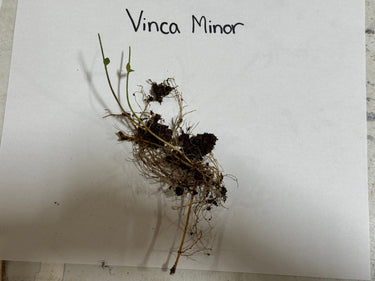 Vinca Minor Vine with delicate green stems, tiny leaves and fine roots in soil