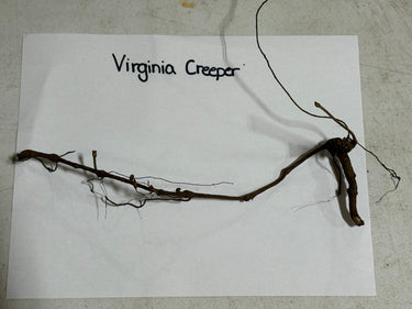 Dried Virginia Creeper vine with dark brown woody stems and tangled roots