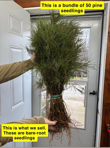 Bundle of 50 Virginia Pine seedlings with green needles and exposed roots