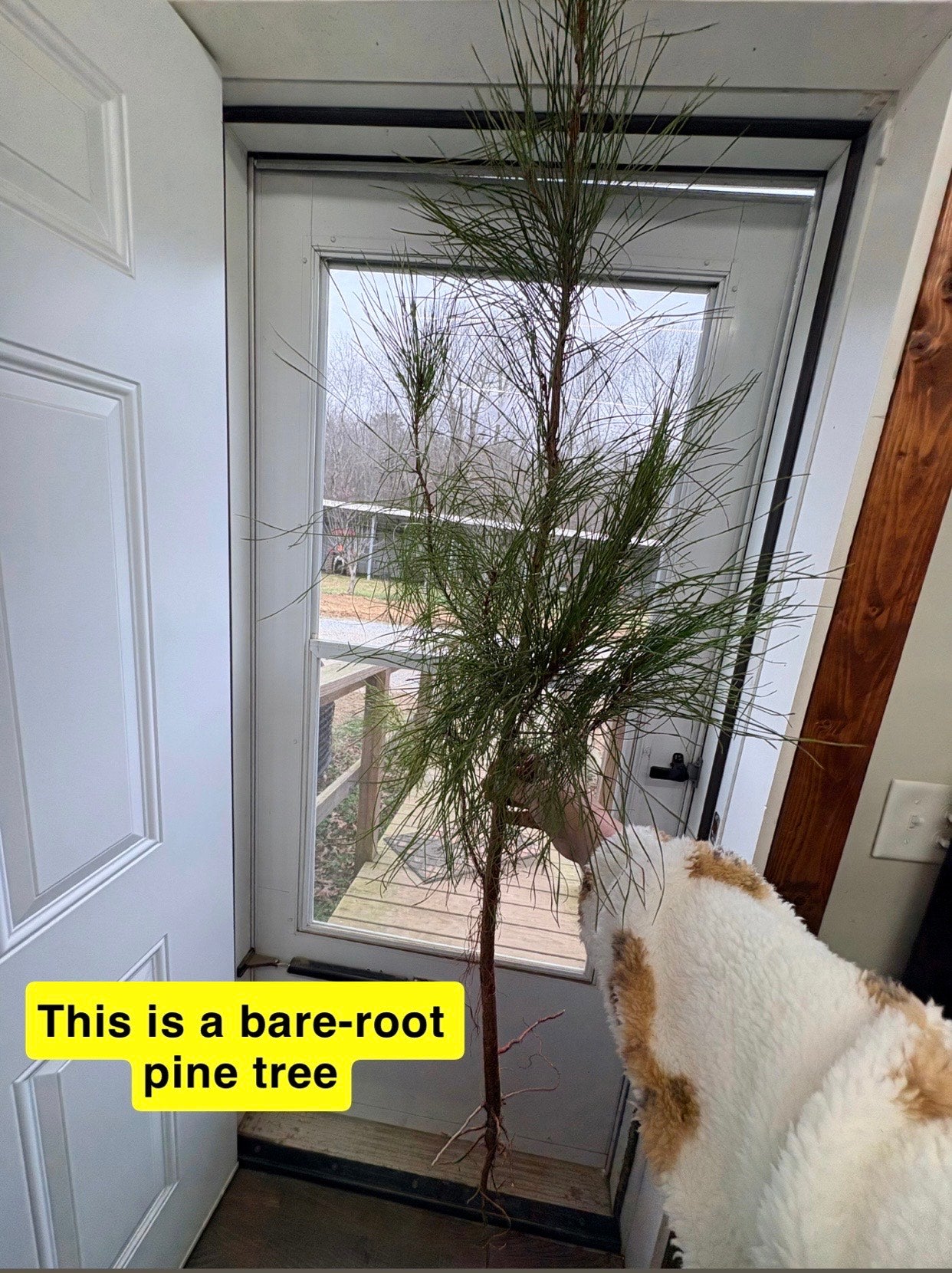 Virginia Pine Tree with slender green needles and exposed roots in doorway