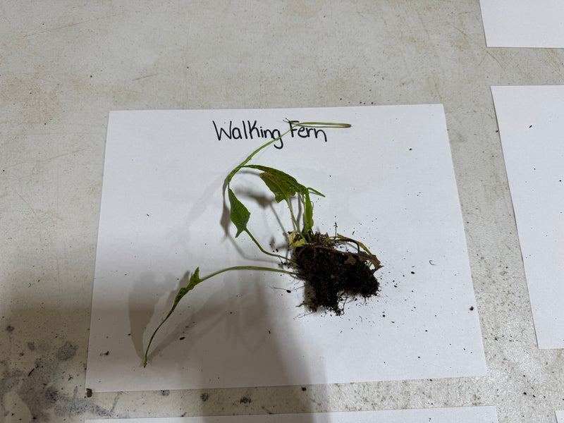 Vibrant walking fern plant with green elongated leaves and dense brown roots