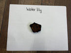 Dark brown irregular dried water lily seed pod on white paper