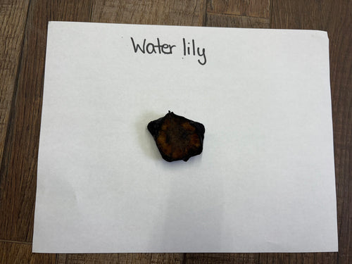 Dark brown irregular dried water lily seed pod on white paper