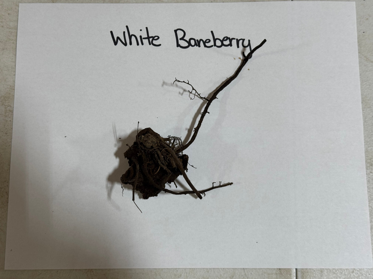 White baneberry dried plant with dark brown tangled roots and slender branches