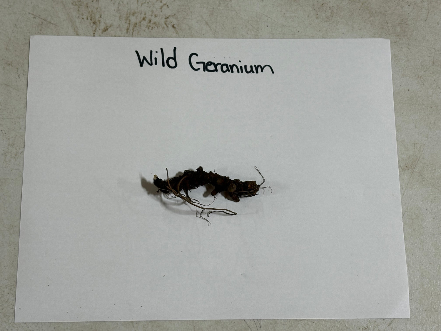 Dried wild geranium plant with dark brown tangled roots on white label