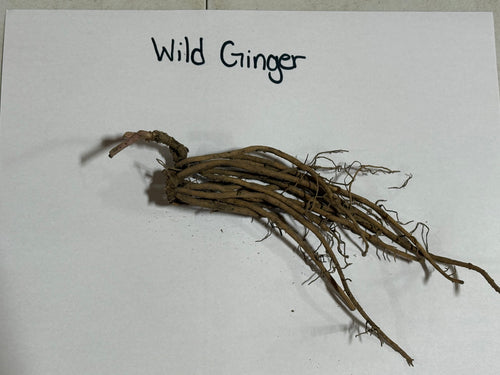 Wild ginger plant: bundle of dried roots with brownish hue and branching textures