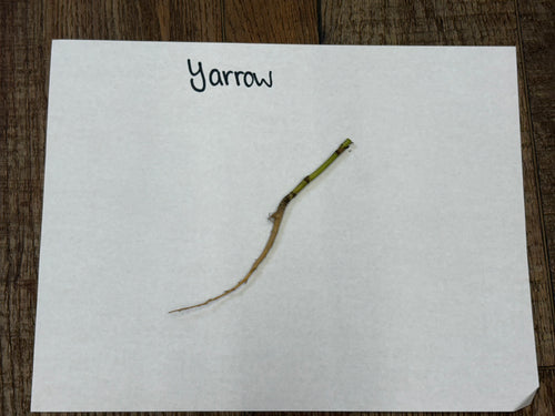 Yarrow plant: slender curved green and brown stem labeled on white paper