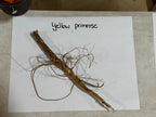 Dried yellow primrose plant with brown woody stem and tangled roots