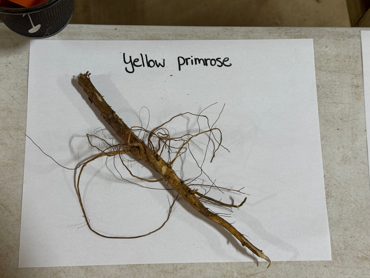 Dried yellow primrose plant with brown woody stem and tangled roots