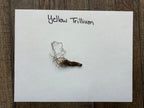 Dried yellow trillium root with textured brownish surface for Yellow Trillium Plant