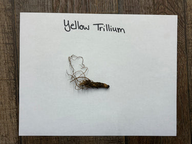 Dried yellow trillium root with textured brownish surface for Yellow Trillium Plant