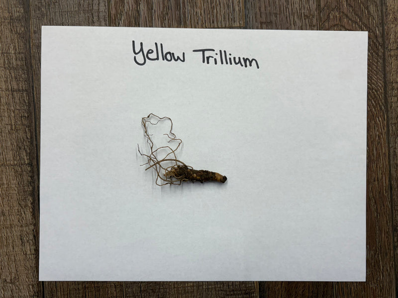 Dried yellow trillium root with textured brownish surface for Yellow Trillium Plant