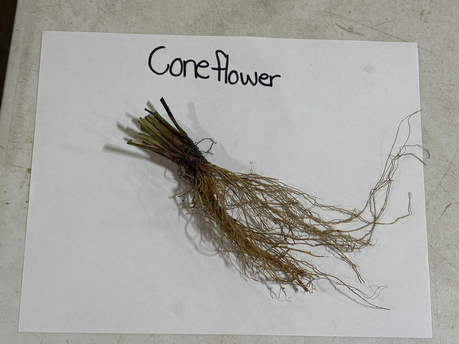Bundle of dried coneflower with brownish roots and green stems for Coneflower Plant