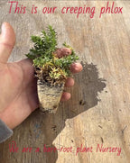 Hand holding Creeping Phlox plant with exposed roots and yellowing leaves