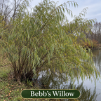 Bebbs Willow