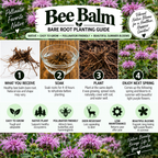 A promotional infographic for Bee Balm Bare Root Planting Guide, featuring purple summer flowers, a bowl of water, and numbered steps 1 through 4 for what you receive, soak, plant, and enjoy next spring. The design includes multiple text panels and icons on a white background.