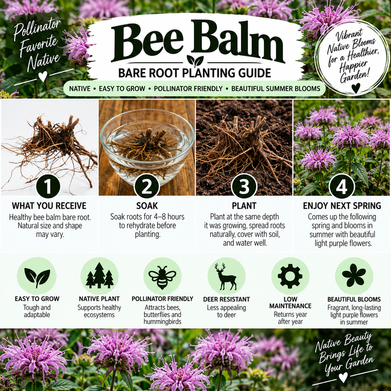 A promotional infographic for Bee Balm Bare Root Planting Guide, featuring purple summer flowers, a bowl of water, and numbered steps 1 through 4 for what you receive, soak, plant, and enjoy next spring. The design includes multiple text panels and icons on a white background.