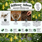 Bellflower - Bellwort Bare Root Planting Guide infographic showing a 4-step process with illustrations and descriptions of what a buyer receives, soaking, planting, and enjoying the next season. Features a white header and green foliage background.