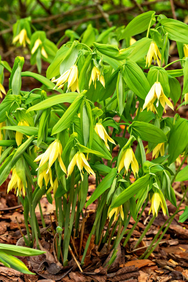 Vibrant yellow bell-shaped Bellflower Bellwort plant with slender green leaves
