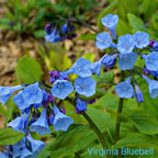 Blue Monarch Trio: vibrant Virginia bluebells with purple buds in green foliage