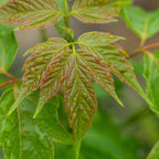 Box Elder Tree fresh green leaves with reddish-brown spots and water droplets