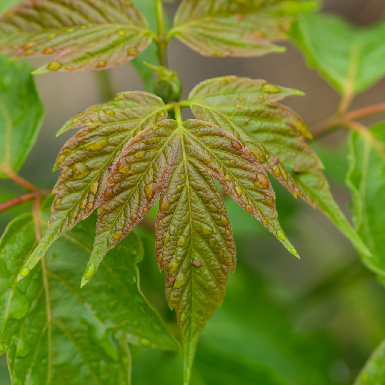 Box Elder Tree fresh green leaves with reddish-brown spots and water droplets