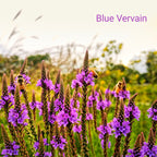 Purple blue vervain flowers with bees in Twilight Bloom Trio