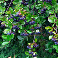 Black chokeberry bush with clusters of dark purple berries on green leaves