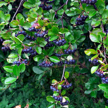 Black chokeberry bush with clusters of dark purple berries on green leaves