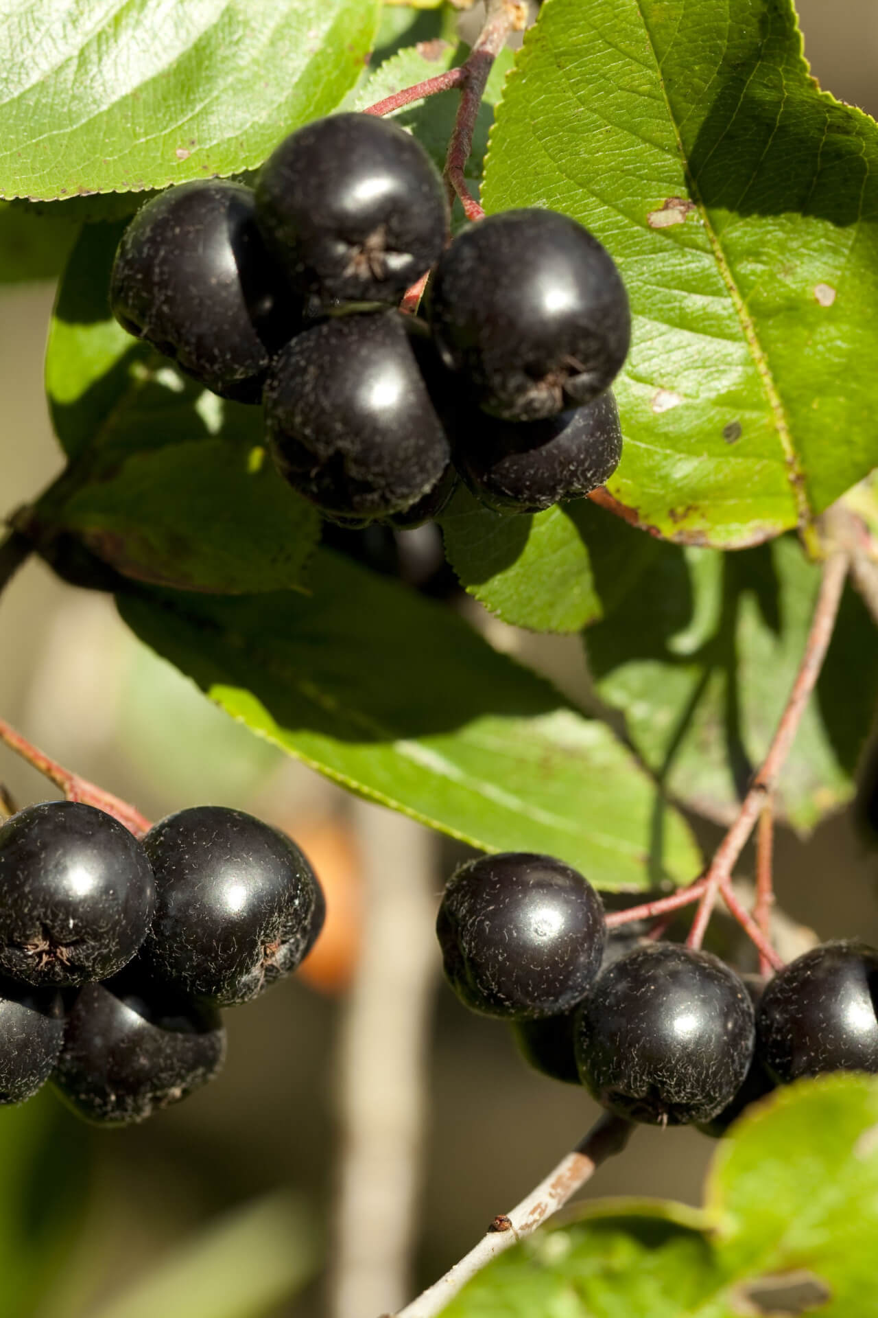 Cluster of glossy black chokeberries among vibrant green leaves