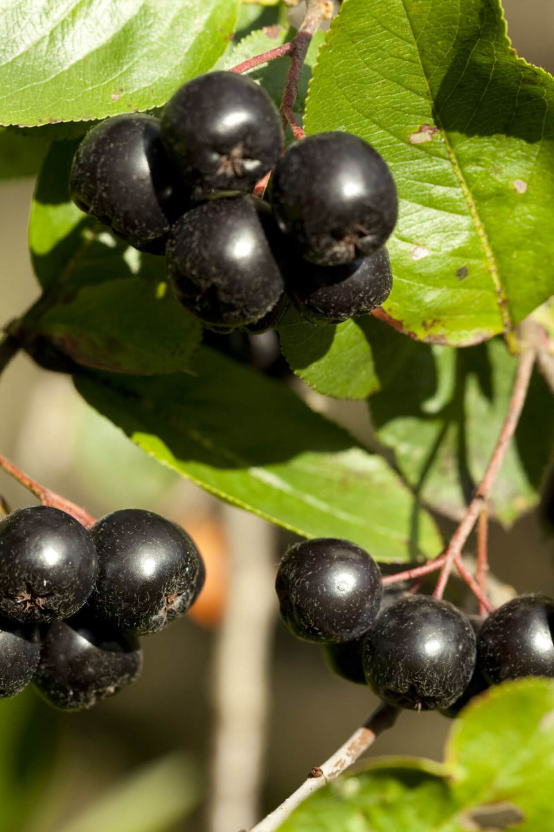 Cluster of glossy black chokeberries among vibrant green leaves