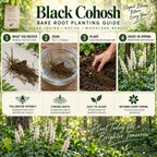 Black Cohosh planting guide - TN Nursery