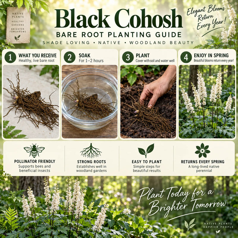 Black Cohosh planting guide - TN Nursery