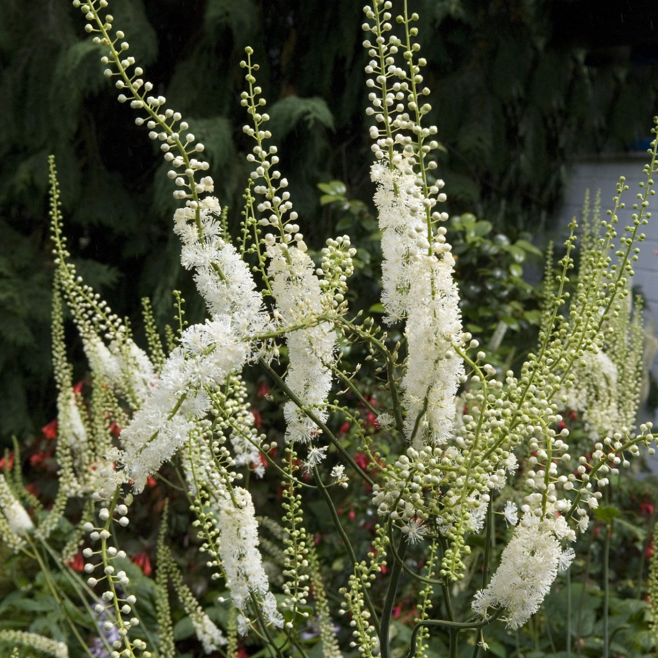 Elegant Black Cohosh plant with white feathery blooms in lush garden bed