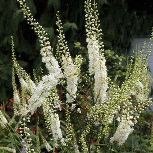 Elegant Black Cohosh plant with white feathery blooms in lush garden bed