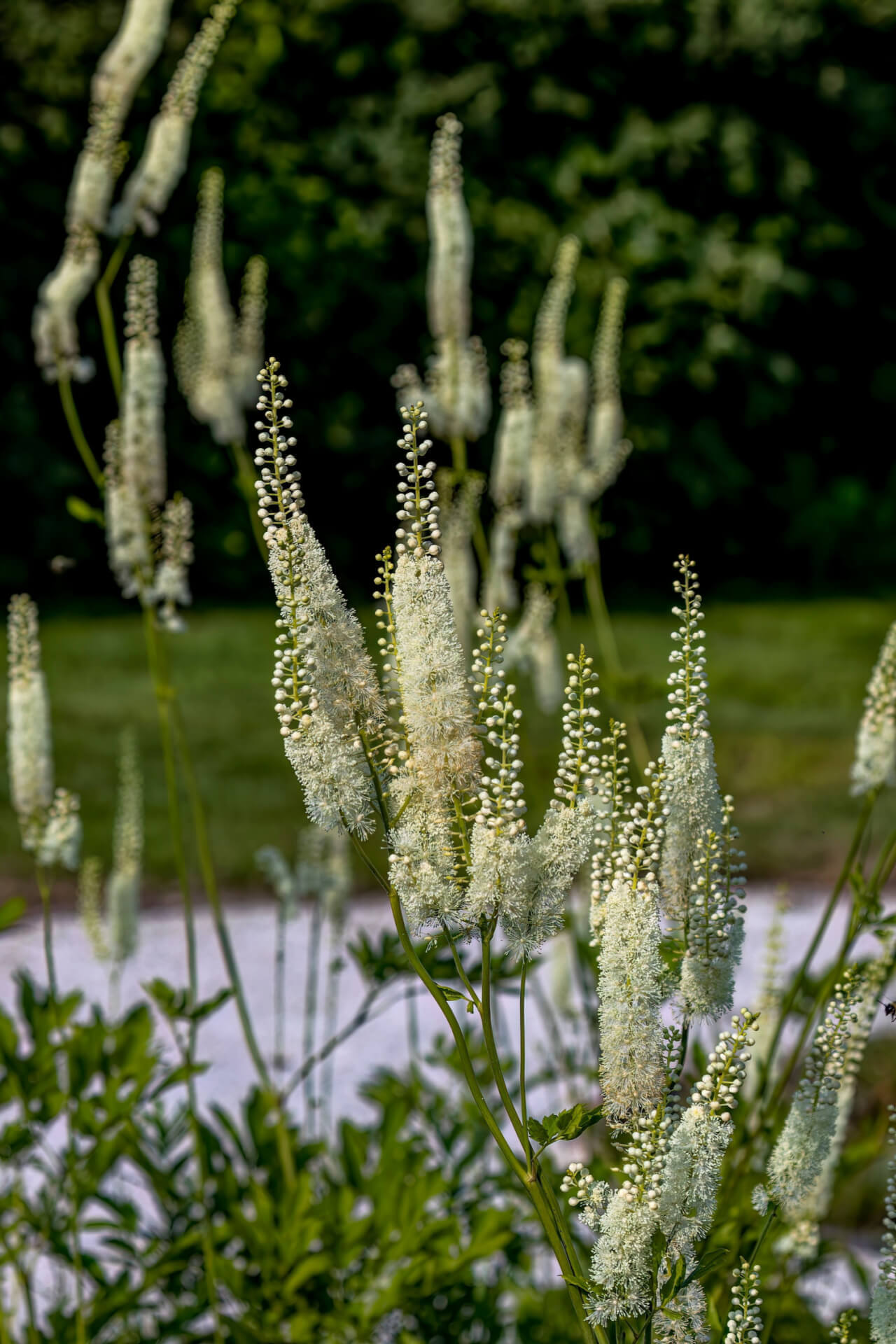 Elegant Black Cohosh plant with delicate white feathery blooms on slender green stems