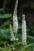 Elegant Black Cohosh plant with delicate white feathery blooms on green stems
